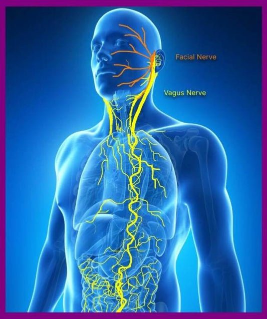 Vagus Nerve Stimulation and the Benefits of Noggeez™ Pro Massager